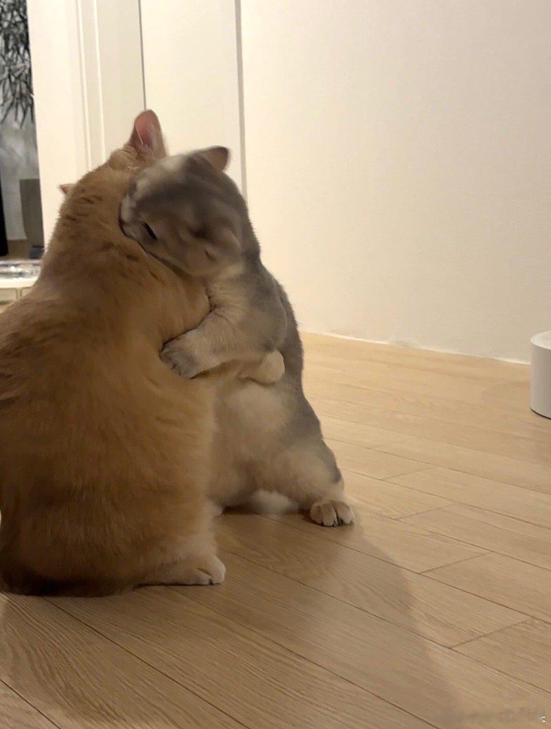 原住民和二胎小猫，可爱鼠了cr：WOO..dong​​​