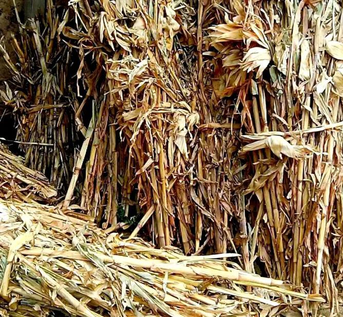 谁能想到？过去因“制造雾霾”被各地严令禁止、农民烧了就要挨罚的秸秆焚烧，如今竟爆