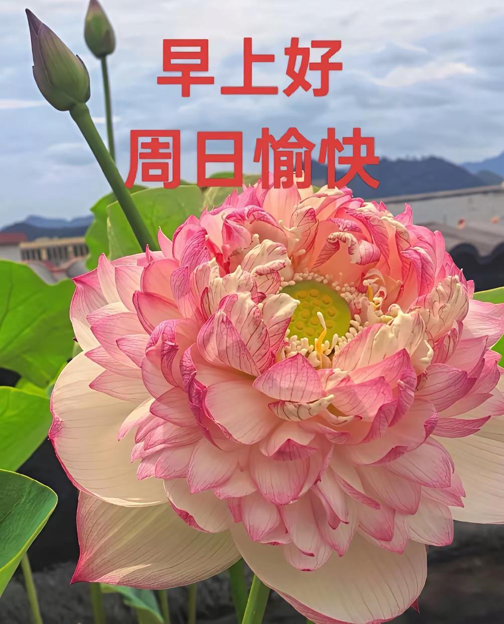 7.12日早上好[比心]风雨由天，快乐由己，所求皆
