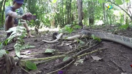 蛇是无性繁衍吗 4900127207520273032.jpg?id=0