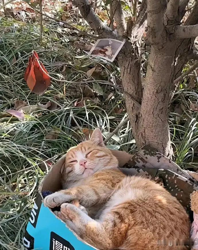 给你们看一下，这就是校园猫的日常，躺在学生们准备的纸箱猫窝里，晒着小太阳，懒洋洋