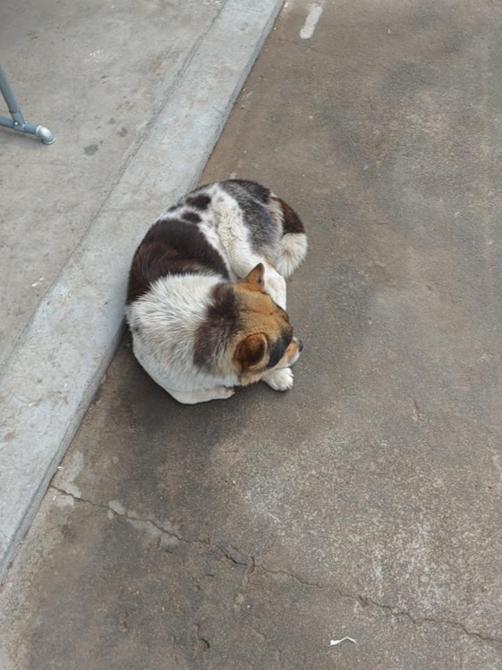 🐶狗狗状态与品种分析1.品种判断这只狗是中华田园犬（土狗），属