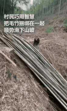 “彻底解释不清了！”浙江杭州一男子跟着他爸上山砍竹子，砍了老多，男子愁死了，这么