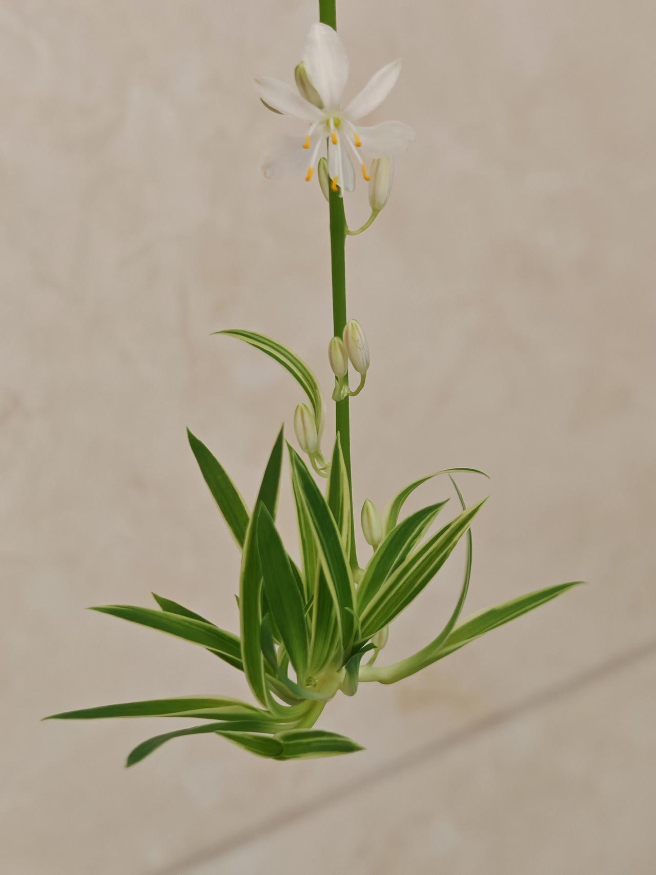 与痛风斗争的历程100早上起床，各关节还算顺畅，没有那种针扎似的刺痛