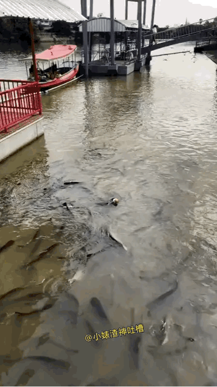 鱼：你看看，这是人干的事情吗？