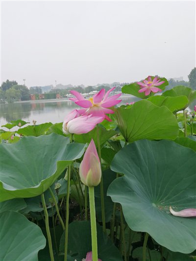 一些愉悦已经开花 另一些愉悦则含着苞