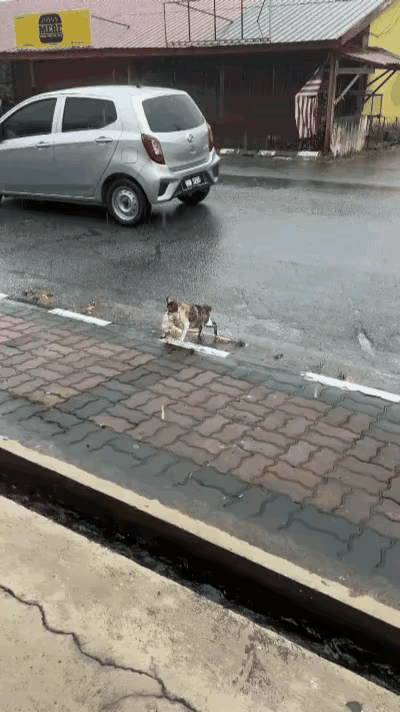 家人们谁懂啊，雨天街头这一幕真的瞬间戳心，看得人鼻子一酸。湿漉漉的路面又冷