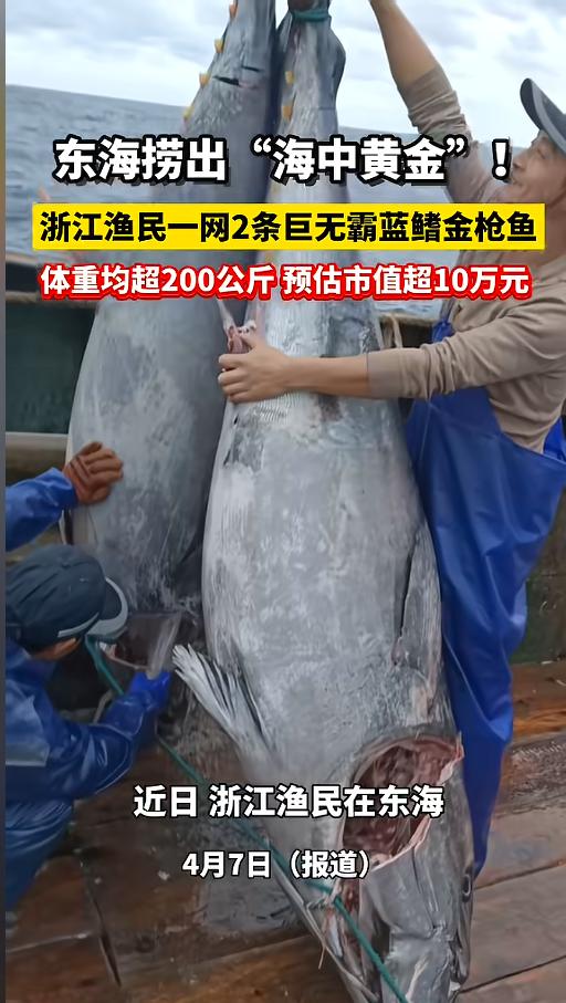 “这也太大了！”4月3日，浙江，一渔民出海捕鱼，一网下去，竟然抓到了两条野生蓝鳍