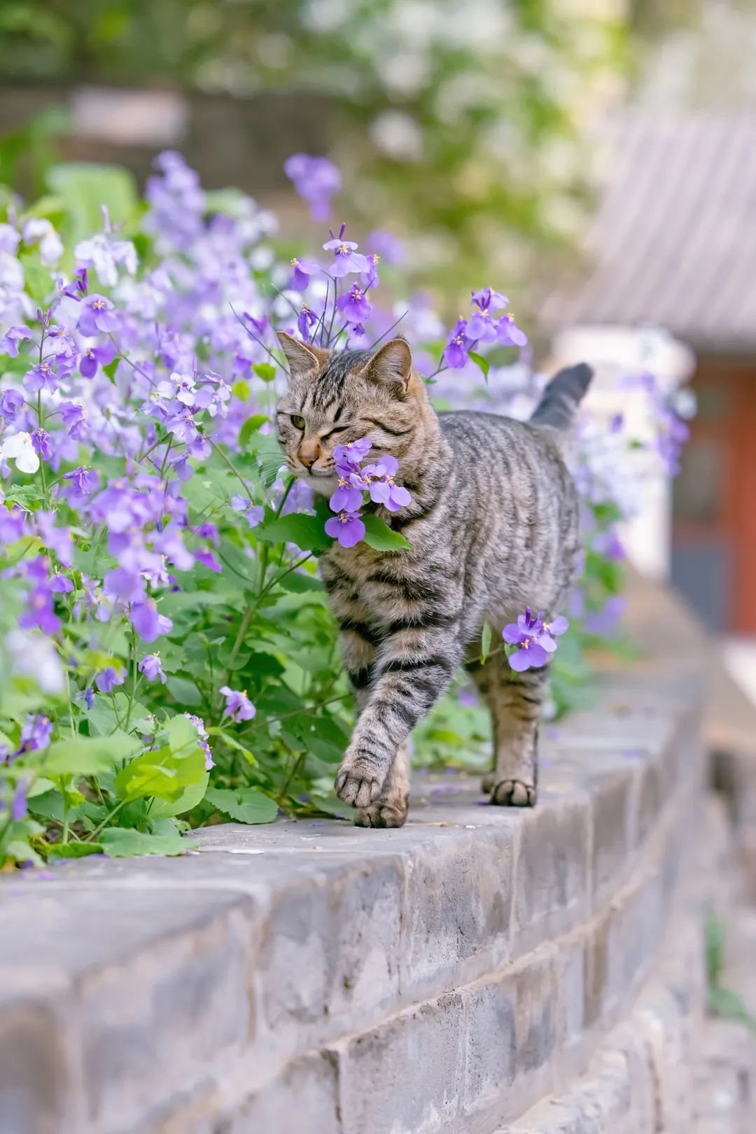 在花丛中漫步的猫咪