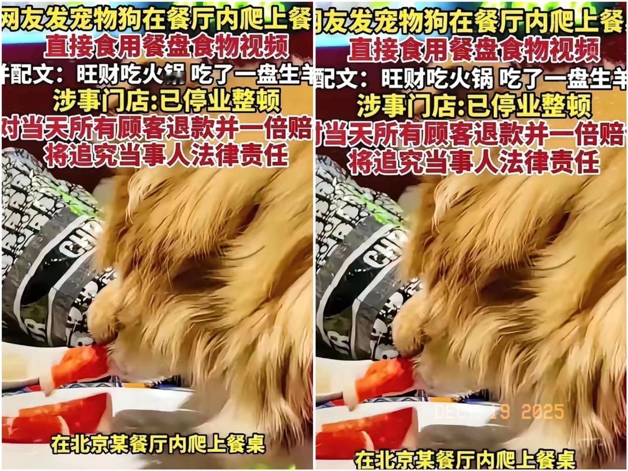 南门刷肉估计悔的肠子都青了不是因为没阻止狗舔盘子也不是1倍赔偿当日用餐的食客