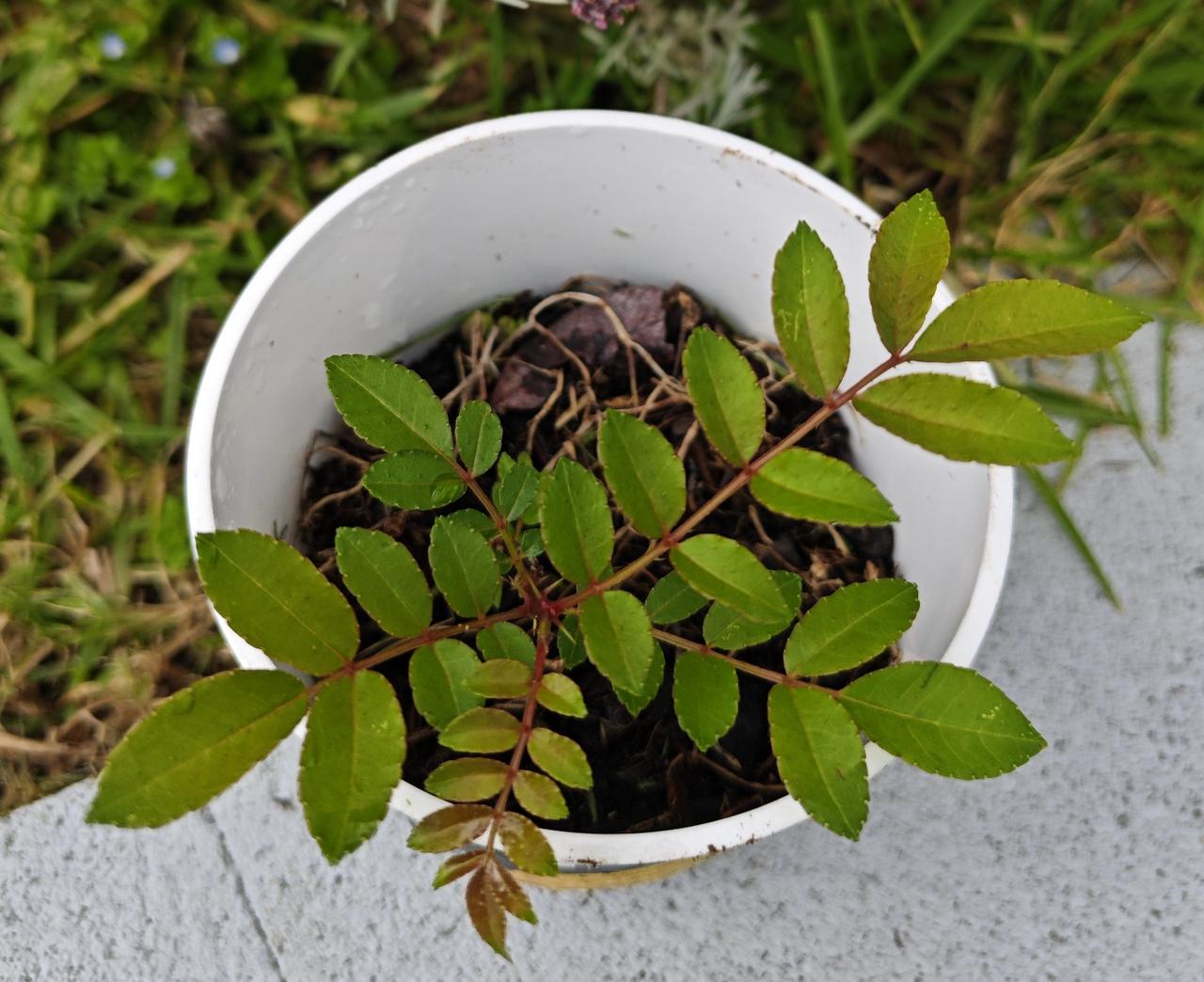 小小的花椒苗中国人的饮食离不开花椒，花椒在中国的调味品“十三香”中位列第一，