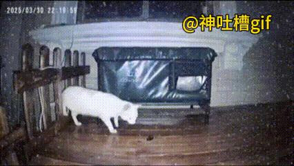 沉浸式感受猫咪的家：晚上下雨了，猫咪回到了自己的住处，吃了点东西，一觉睡到大天亮