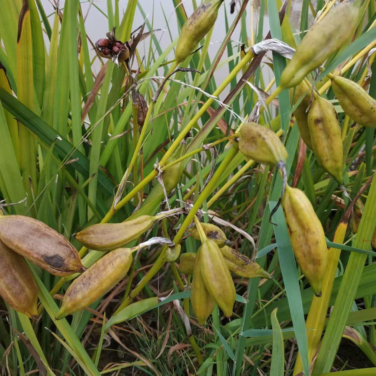 已经一年多了，我坚持每天买一注彩票，花两元钱。我知道，彩票大奖中奖几率很低，但