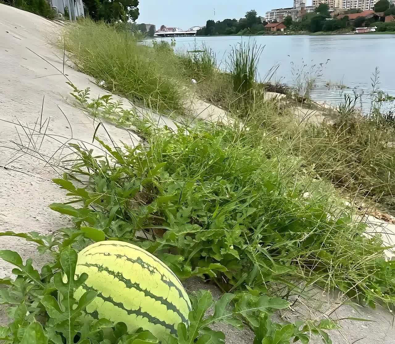 江苏，一名男子和朋友到河边钓鱼，结果，他们走着走着，意外地在河边的斜坡上，发现了