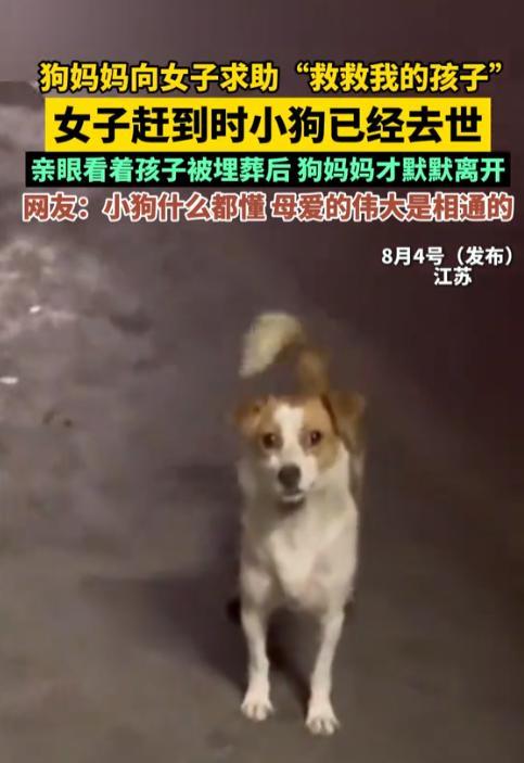 万物皆有灵性！江苏，在路上女子看到一只狗狗一直挡着她的去路，并且狗狗还做出转头示