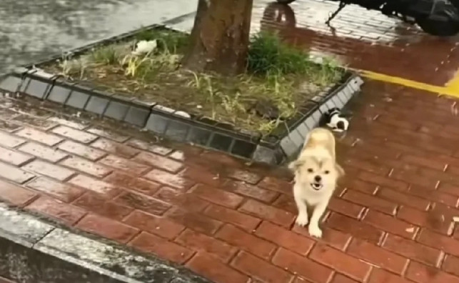 护崽咬童遭弃雨中！狗狗叼幼崽淋暴雨徘徊，主人怒驱：你走吧别回来