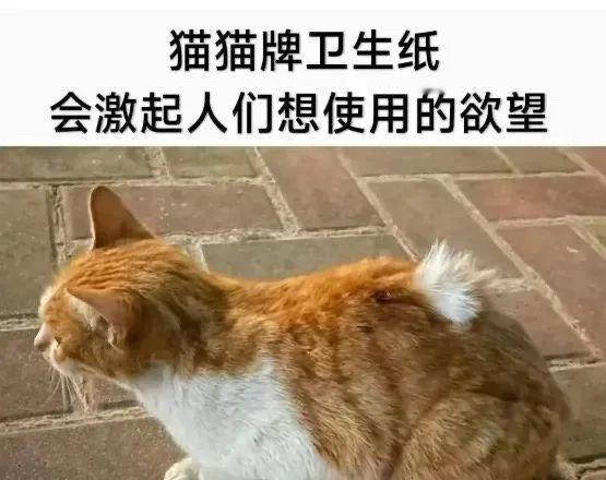 谢谢小猫