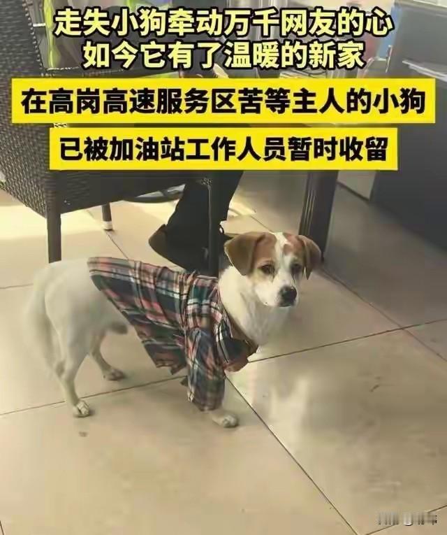 太暖心了，国庆期间，一座高速服务站，有一只狗狗被主人遗忘在了那里，连续几天它都在