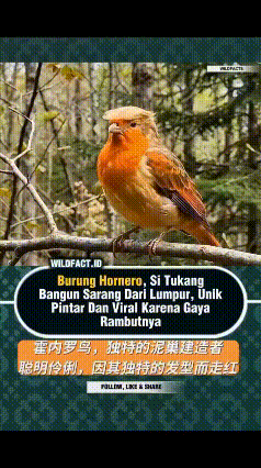 哎呦我滴妈呀，这鸟看起来不像是一个好鸟啊！这咋看着这么面熟呢？我说是谁呢，