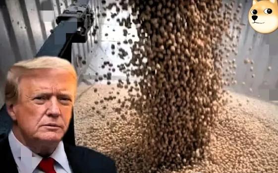 美国大豆农民要哭了！中国又大量采购美国大豆，并放宽了对美的稀土供应，可换来的却是