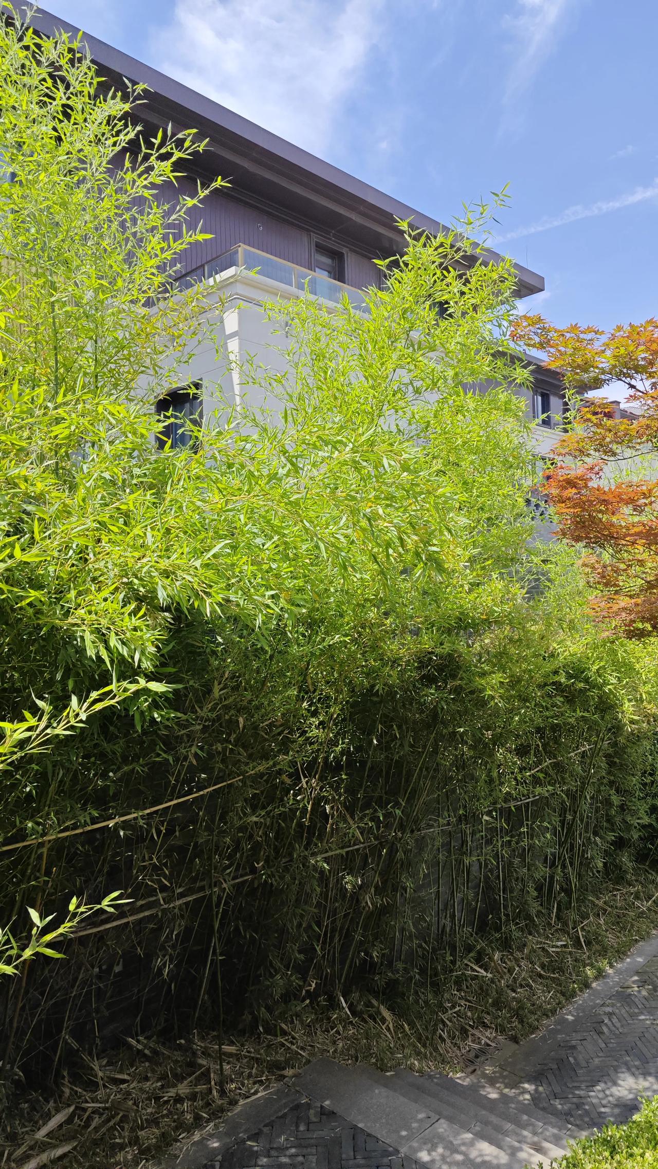 马斯克预言：一、几年后，手机要消失了；二、1～2年内，大部分内容创作和编程都