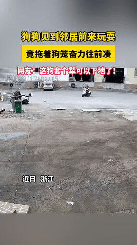 浙江，狗狗看到邻居骑电动车来家里玩，一时激动，竟忘了自己还拴在笼子上，它拼了命拖