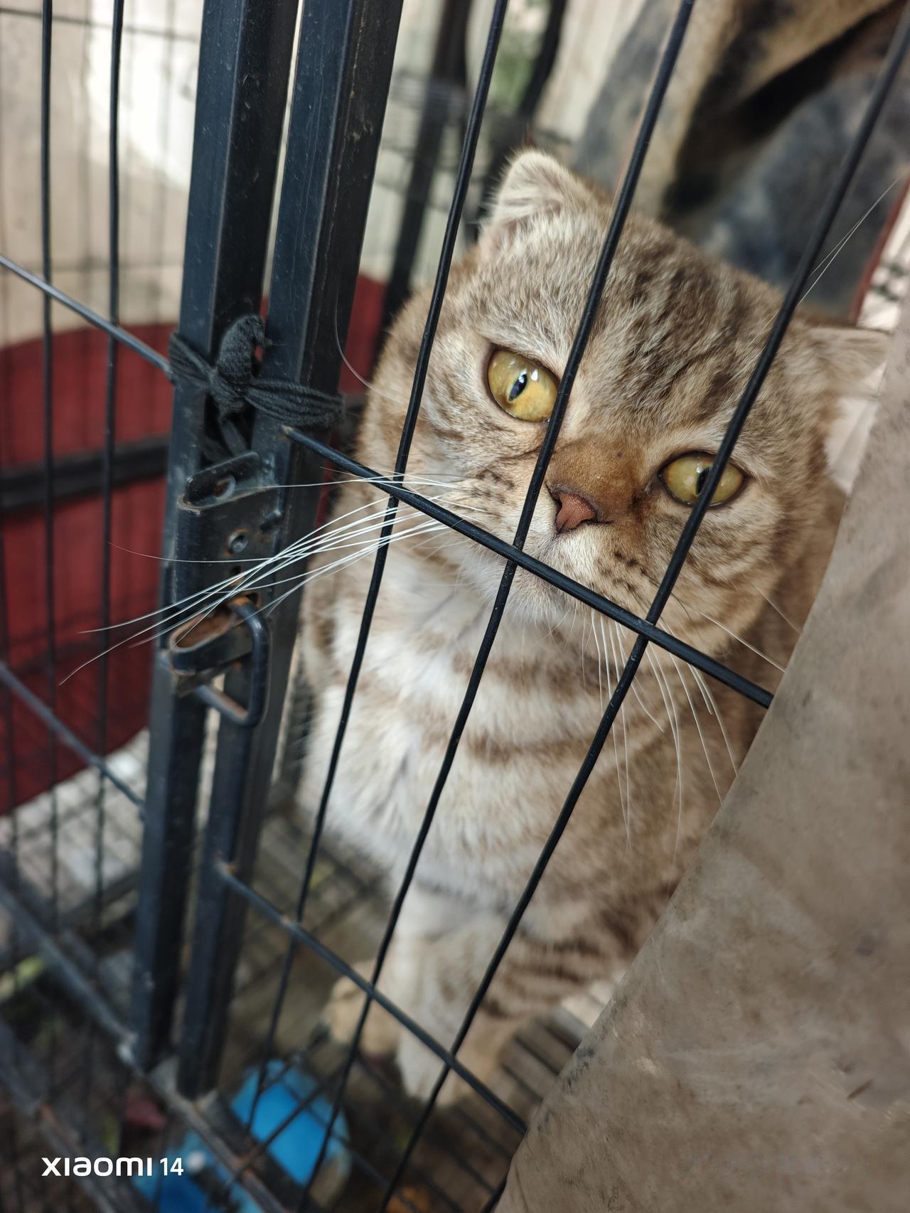 。只是可惜这么一只小可爱，却被它的主人关在有二层的笼子里。你若是召唤它，它会