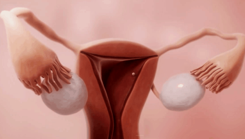 3d动画演示女人排卵与月经原理过程,慨叹生命的神奇伟大