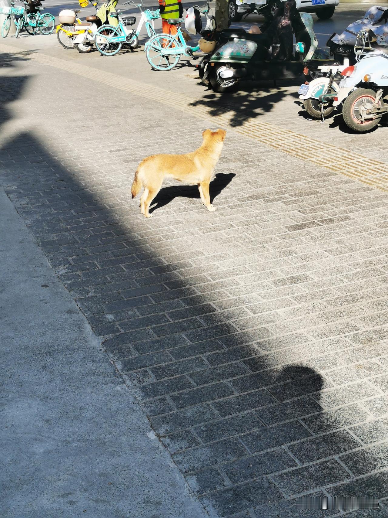太阳挪下位置，狗子也跟着挪动冬日生活打卡季要说冬日里啥最舒服那必须是天气晴