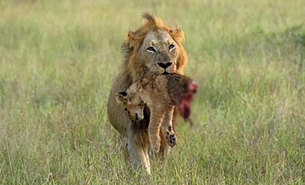雄狮的一生有多悲催？一位50多岁的护林员告诉我，大部分人不知道，一只雄狮当上新狮
