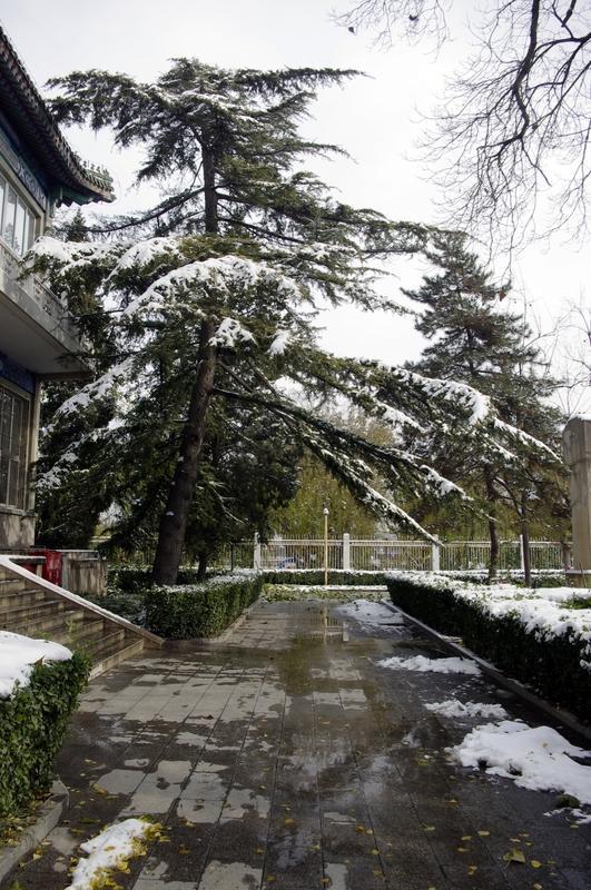 北京下雪谁懂啊！北京这场雪直接把人拉回北平！1月17日夜，燕山余脉送来的雪花从