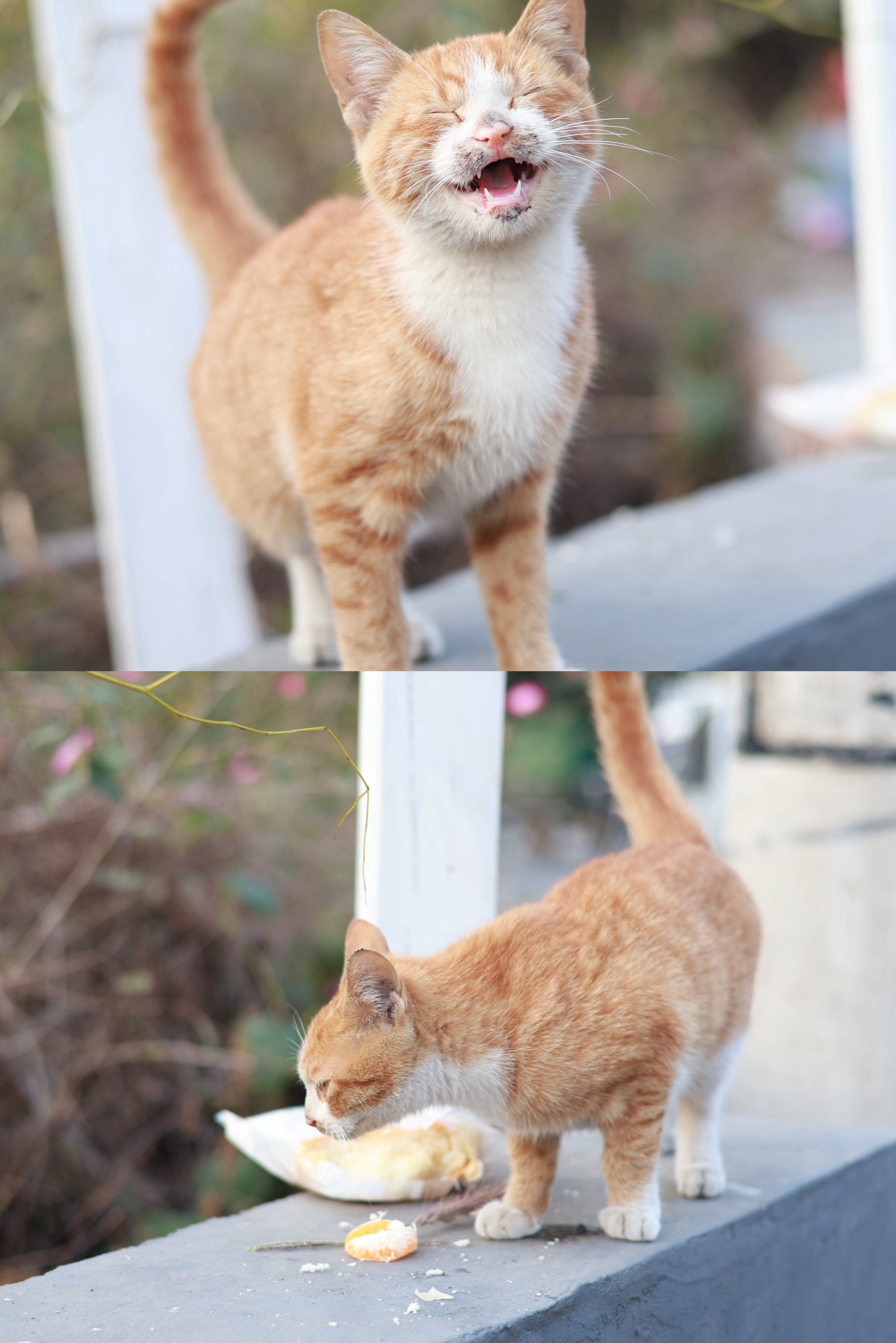 仔细看，这只猫猫的小尖牙掉了一半[扁嘴]，感觉虽然流浪，但有大家的投喂，很亲人