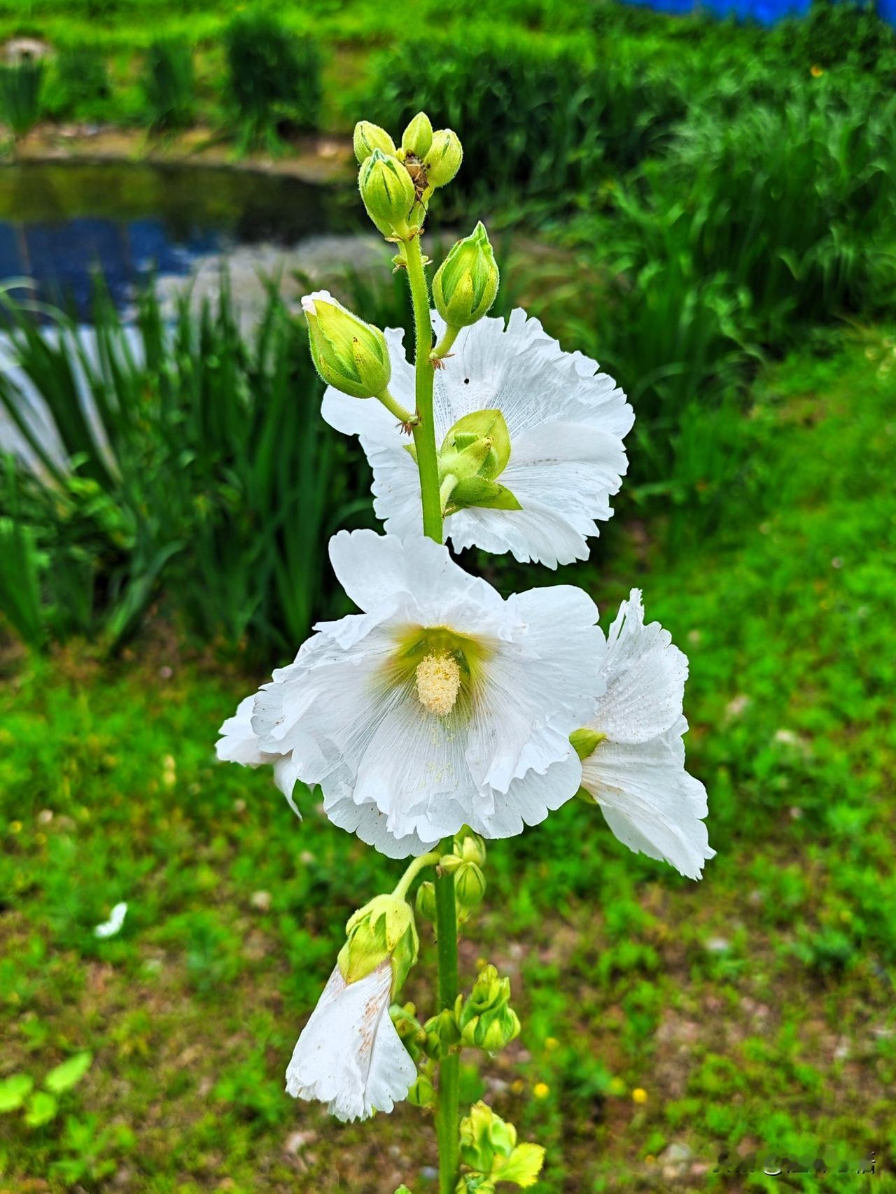粉嫩的花朵，绿意盎然的花园，蓝天白云下的美好时光。🌸🌿🌞