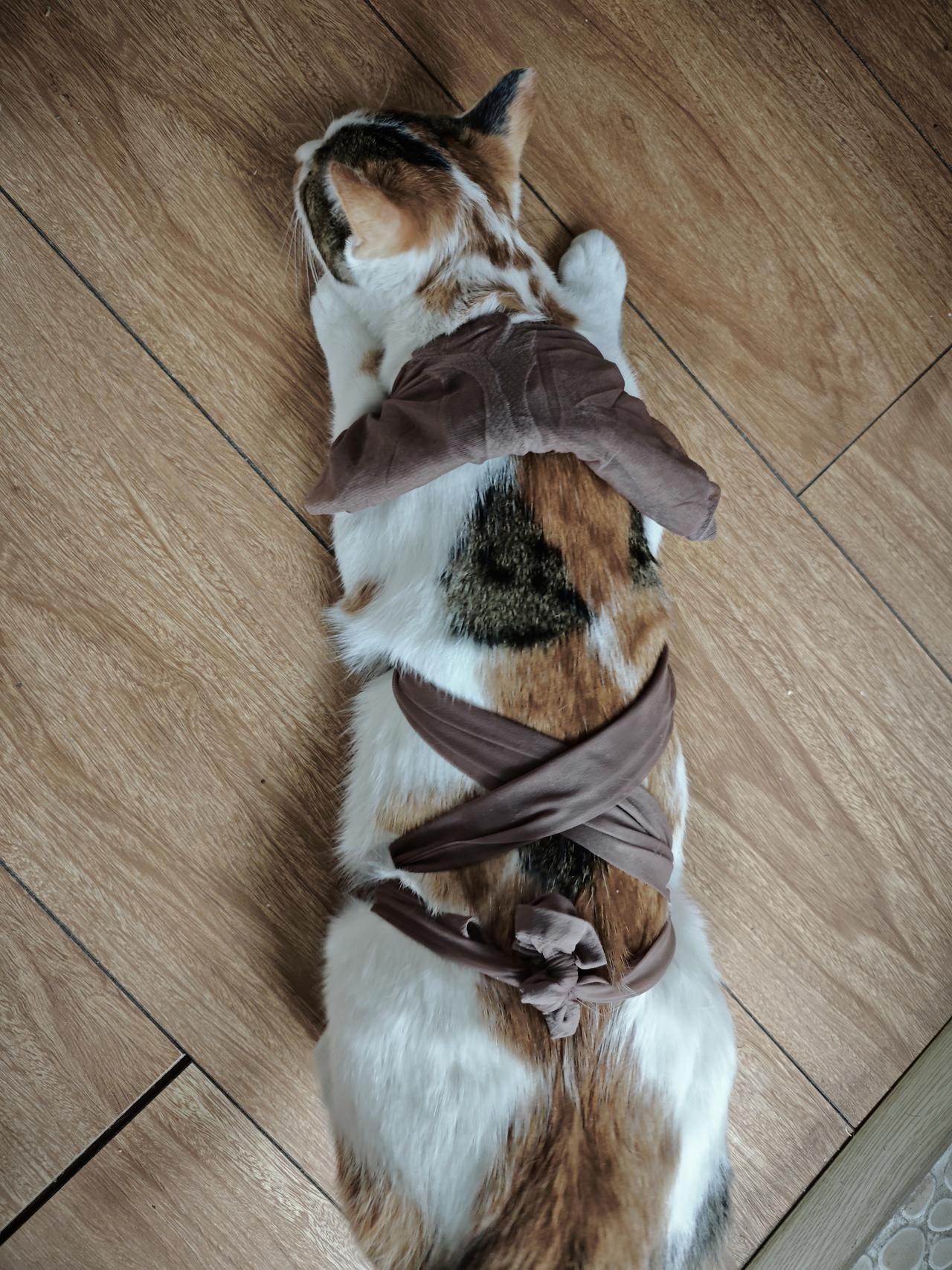 这小猫还不到三个月大，三糖又开始发情了，一直哼哼唧唧的闹着要出去，看她太难受了，