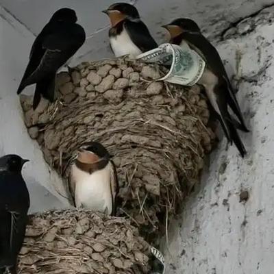 富贵人家从不筑燕子窝，老祖宗早讲清其中玄机：若家中出现燕子，实则是在提醒你这2件