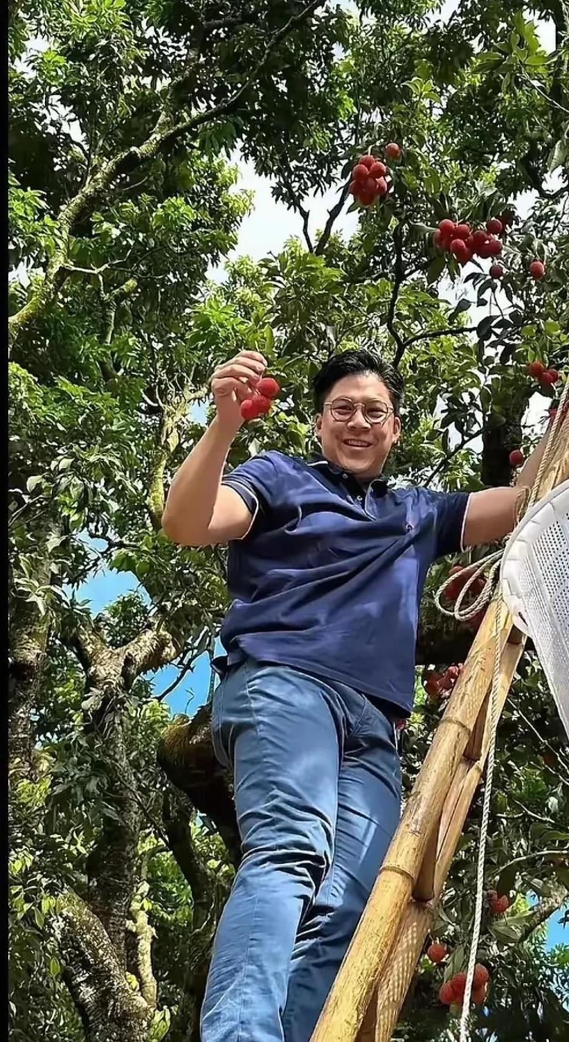 霍启刚果然是个样样在行的成功男人，荔枝收获的季节亲自爬树上，体验摘荔枝。看起来
