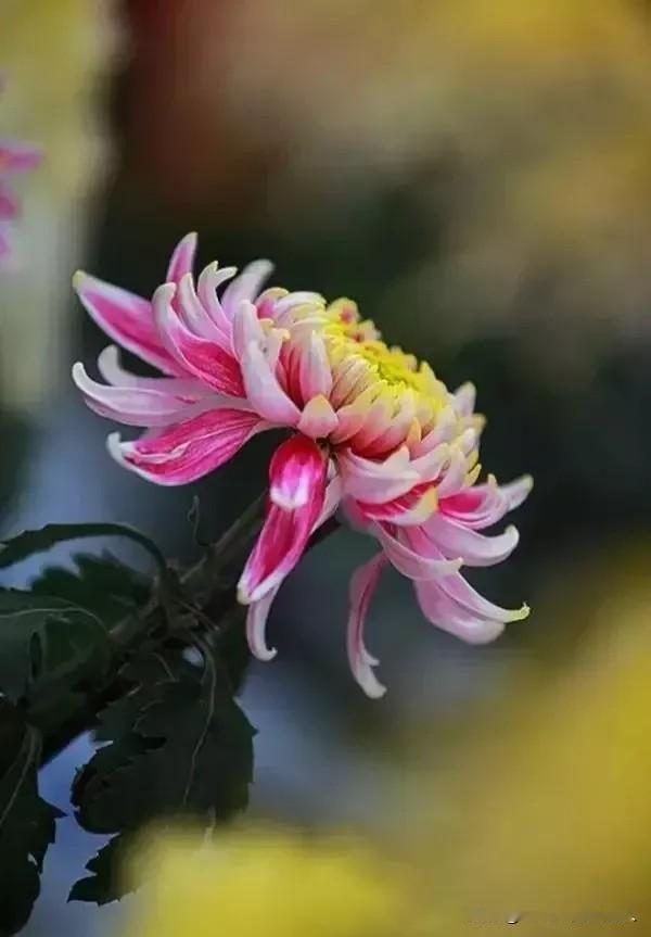 秋夭的花开到冬天，依然那样绚丽多彩。