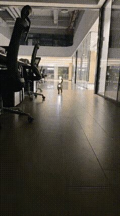 主人给大橘猫头上装了一个探照灯，大橘兴奋的去找狸花猫炫耀。狸花猫一脸严肃的看着大