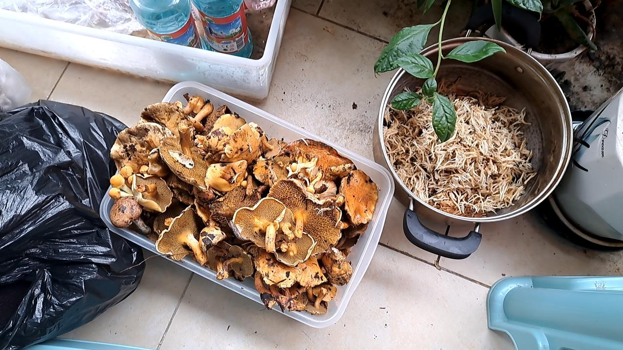 这么多蘑菇，你就说怎么吃？