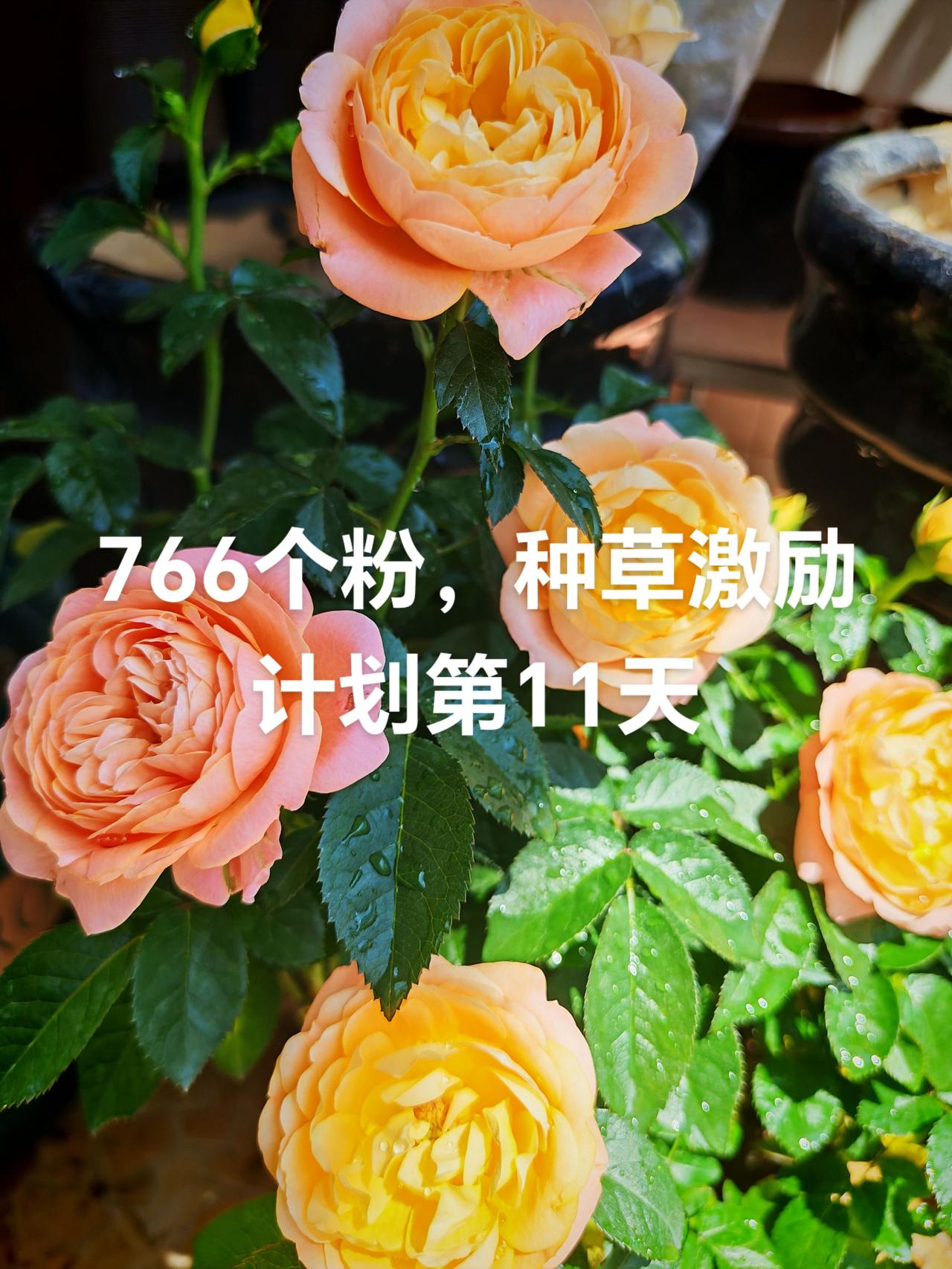 种草计划种草种草计划爱生活爱养花