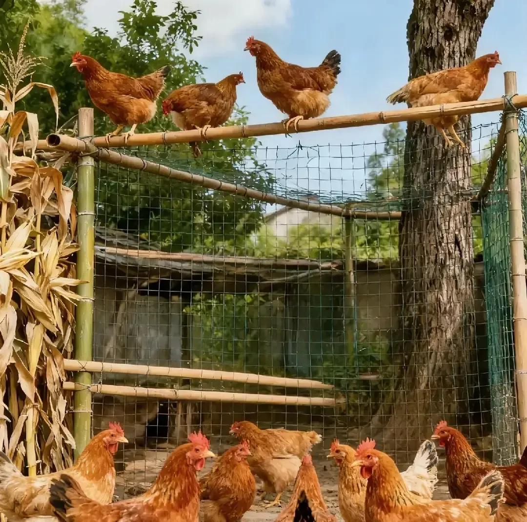 一女博主想让婆婆留十只鸡给娘家弟媳坐月子补身子，婆婆一句“要拿就掏钱”，直接把视