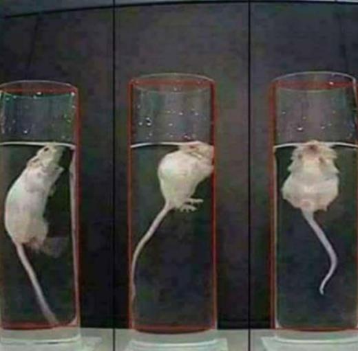 1950年，美国一科学家把老鼠丢进水桶里，15分钟后待其快要淹死时，救活又重新丢