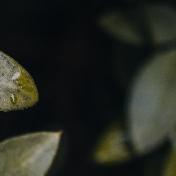 种植种植善言善行源于内心的善良，给他人带来的温暖和快乐务必超过聚敛物质的短暂心安