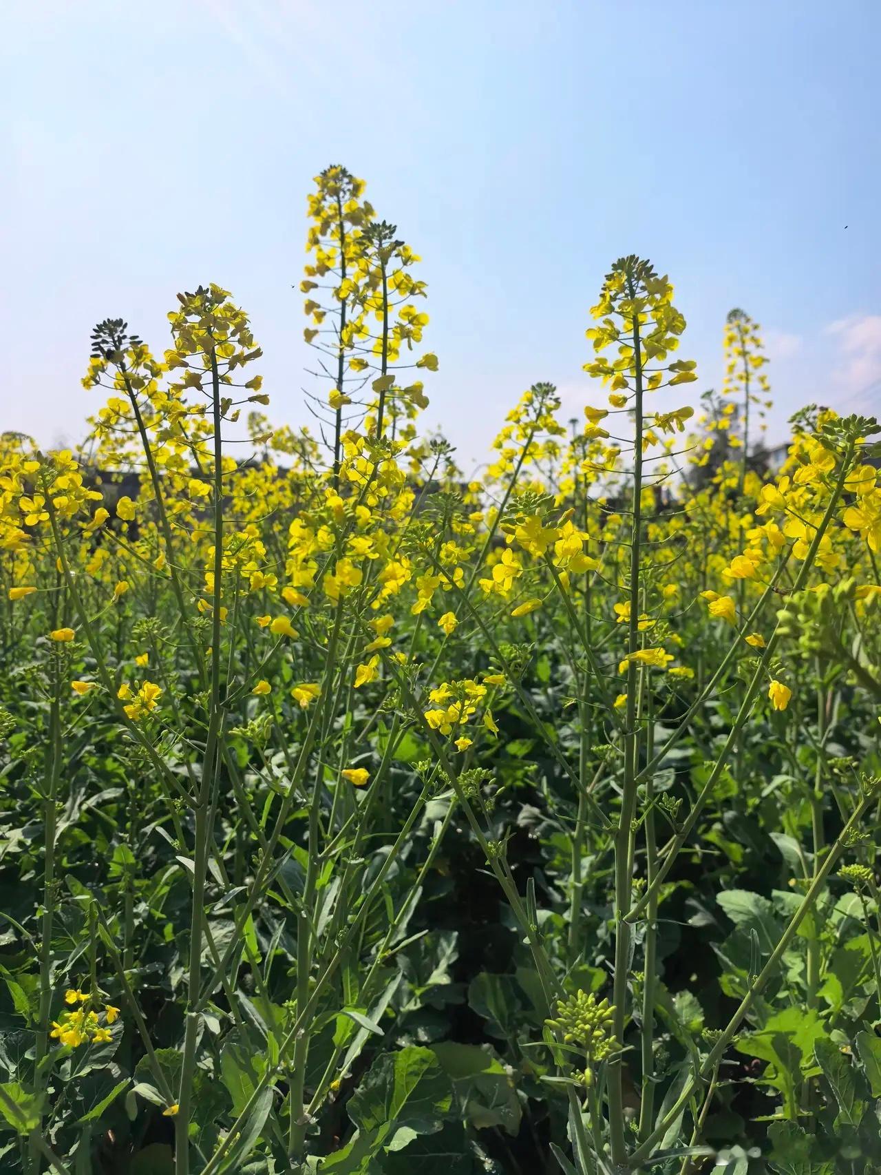 关于股民散户需要关注的板块，近期已经多次提到了市场关注的热门主线。基本上是围绕周
