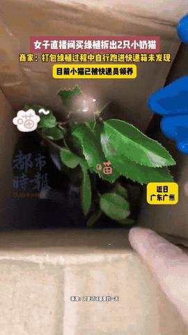 广东广州，女子在直播间下单买了几盆绿植，快递送到家拆箱时，突然从花盆和包装纸里钻