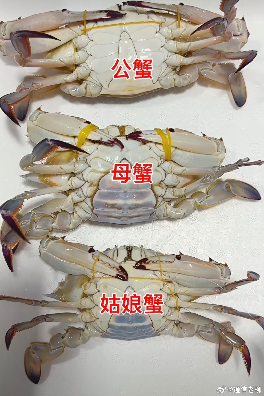 教你怎么挑螃蟹！​​​