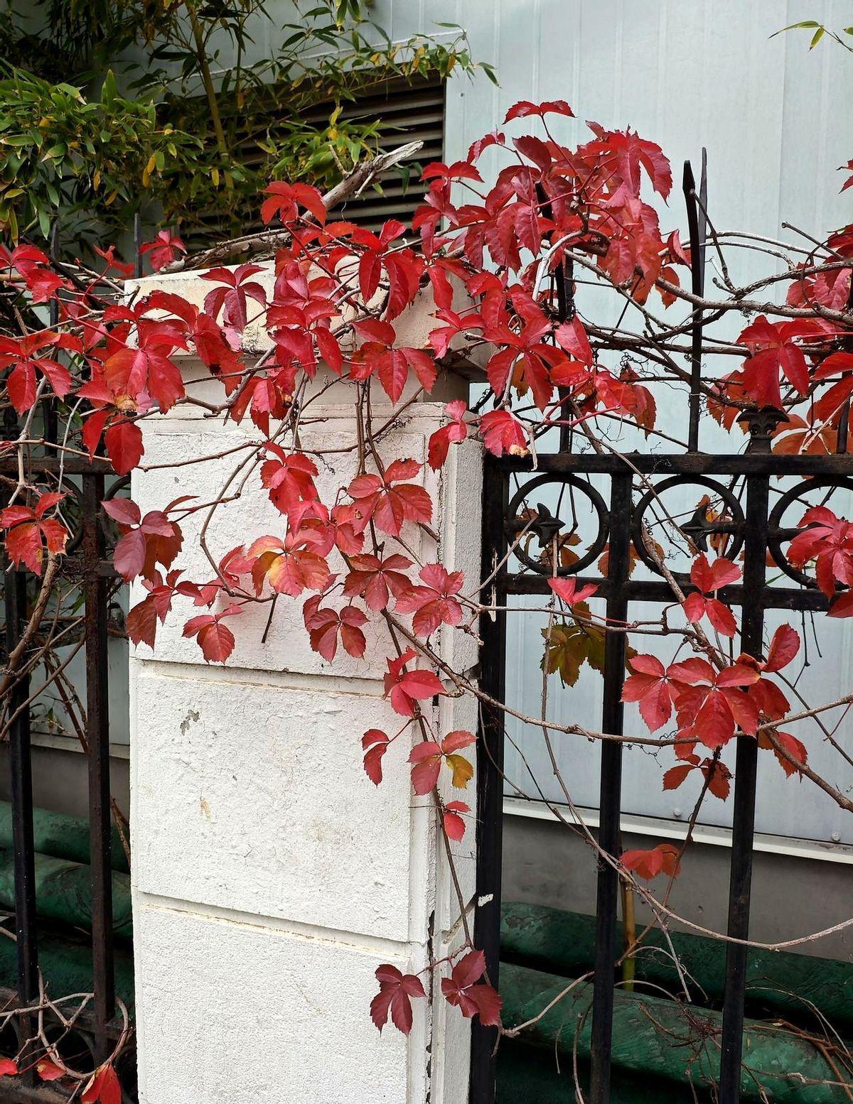 震惊，小区里两个年轻人心梗接连去世。第一个33岁，打篮球时倒地身亡。第二个2