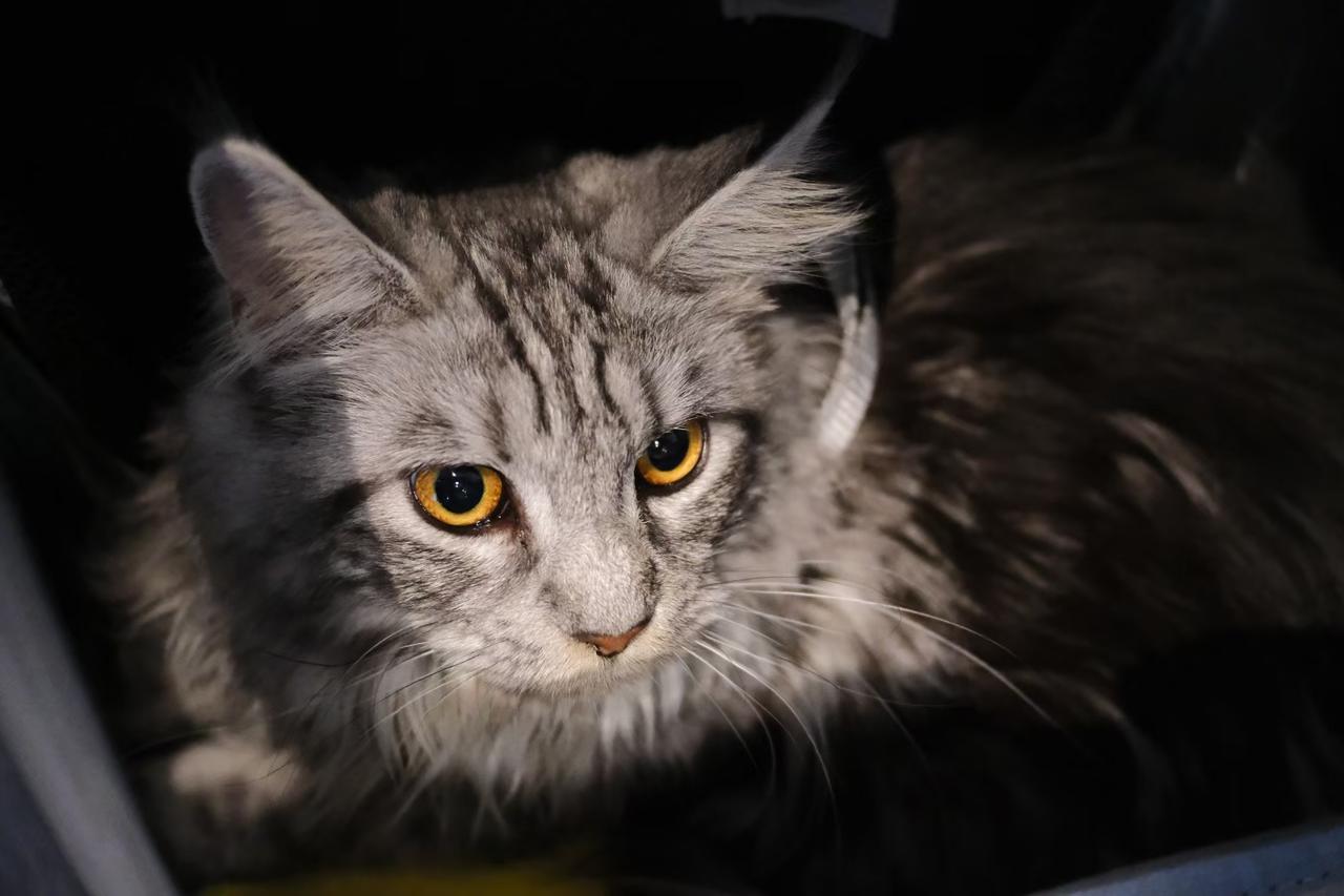 【宠物猫的繁殖越来越多，也越来越卖不起价】我认识一个猫店老板，他在深圳城中