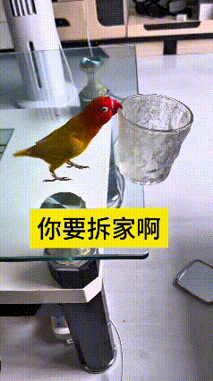 这段视频我来回看了好几遍，真是把人又好气又好笑！这只小鹦鹉实在太调皮，茶几上摆放