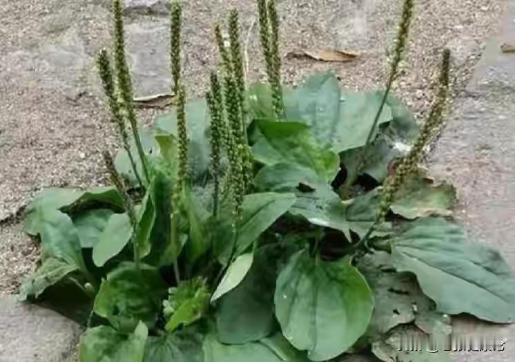 车前草是个宝，用它来泡水喝，或可以帮助解决这4个问题车前草是个宝，用它来泡水